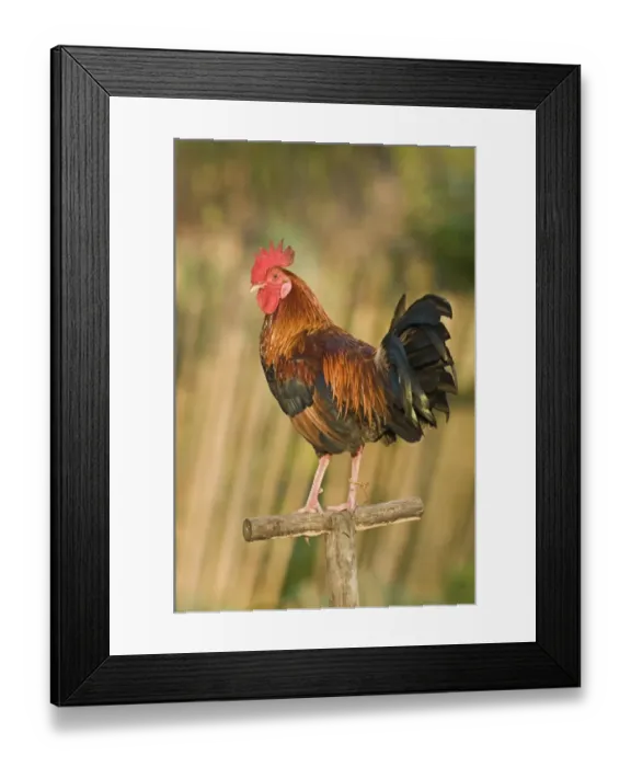 Framed Print : Domestic Chicken, Gamecock, fighting cock, tethered to post, Narra, Palawan Island, Philippines Framed Print : Domestic Chicken, Gamecock, fighting cock, tethered to post, Narra, Palawan Island, Philippines