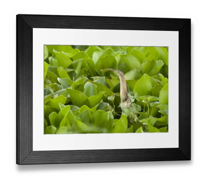 Framed Print : Yellow Bittern (Ixobrychus sinensis) adult, standing amongst aquatic vegetation, Candaba Marsh, Luzon Island, Philippines Framed Print : Yellow Bittern (Ixobrychus sinensis) adult, standing amongst aquatic vegetation, Candaba Marsh, Luzon Island, Philippines