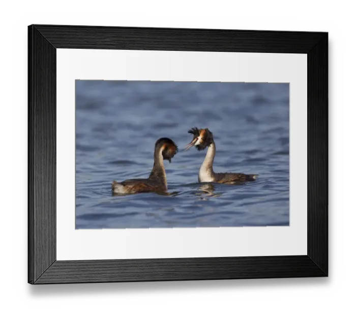 Framed Print : Great Crested Grebe (Podiceps cristatus) adult pair, head shaking, in courtship display on water, River Thames, Henley-on-Thames, Thames Valley, Oxfordshire, England, april Framed Print : Great Crested Grebe (Podiceps cristatus) adult pair, head shaking, in courtship display on water, River Thames, Henley-on-Thames, Thames Valley, Oxfordshire, England, april