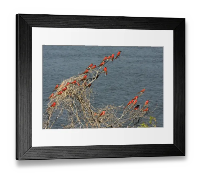 Framed Print : Southern Carmine Bee-eater (Merops nubicoides) flock, perched on dead tree beside water at breeding colony, Okavango River, Okavango Delta, Botswana Framed Print : Southern Carmine Bee-eater (Merops nubicoides) flock, perched on dead tree beside water at breeding colony, Okavango River, Okavango Delta, Botswana