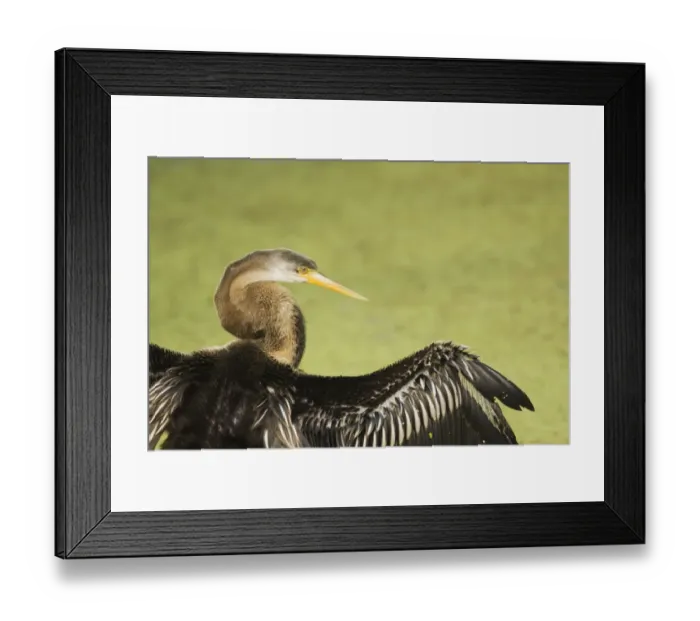 Framed Print : Oriental Darter (Anhinga melanogaster) juvenile, drying wings, Keoladeo Ghana N. P. (Bharatpur), Rajasthan, India Framed Print : Oriental Darter (Anhinga melanogaster) juvenile, drying wings, Keoladeo Ghana N. P. (Bharatpur), Rajasthan, India