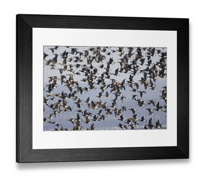 Framed Print : Red-breasted Goose (Branta ruficollis) and Eurasian White-fronted Goose (Anser albifrons albifrons) adults, mixed flock in flight, Durankulak, Dobrich Province, Bulgaria, february