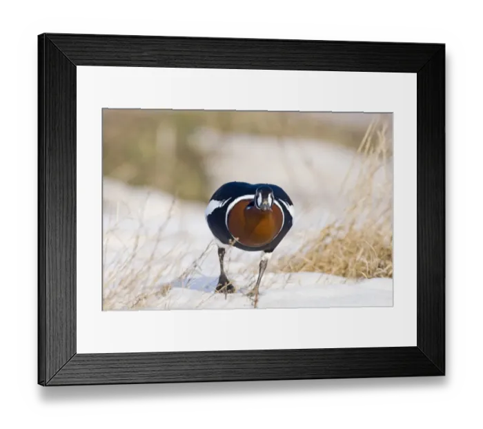 Framed Print : Red-breasted Goose (Branta ruficollis) adult, walking on snow, Durankulak, Dobrich Province, Bulgaria, february Framed Print : Red-breasted Goose (Branta ruficollis) adult, walking on snow, Durankulak, Dobrich Province, Bulgaria, february