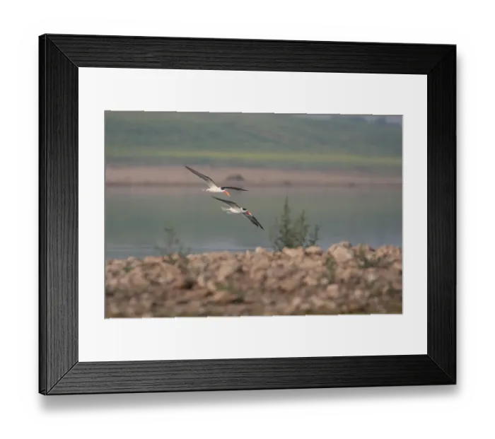Framed Print : Indian Skimmer (Rynchops albicollis) adult pair, in flight over river, Chambal River, Uttar Pradesh, India, january Framed Print : Indian Skimmer (Rynchops albicollis) adult pair, in flight over river, Chambal River, Uttar Pradesh, India, january