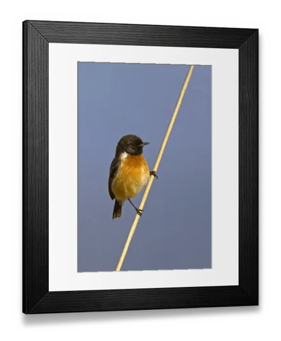 Framed Print : Siberian Stonechat (Saxicola maurus) adult male, perched on reed stem, Uttaranchal, India, january Framed Print : Siberian Stonechat (Saxicola maurus) adult male, perched on reed stem, Uttaranchal, India, january