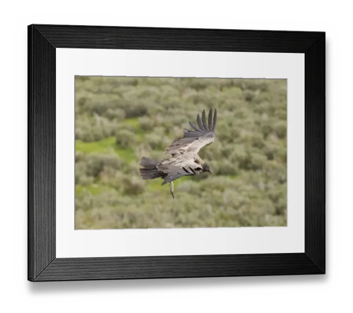 Framed Print : Andean Condor (Vultur gryphus) immature, in flight, Patagonia, Chile, november Framed Print : Andean Condor (Vultur gryphus) immature, in flight, Patagonia, Chile, november