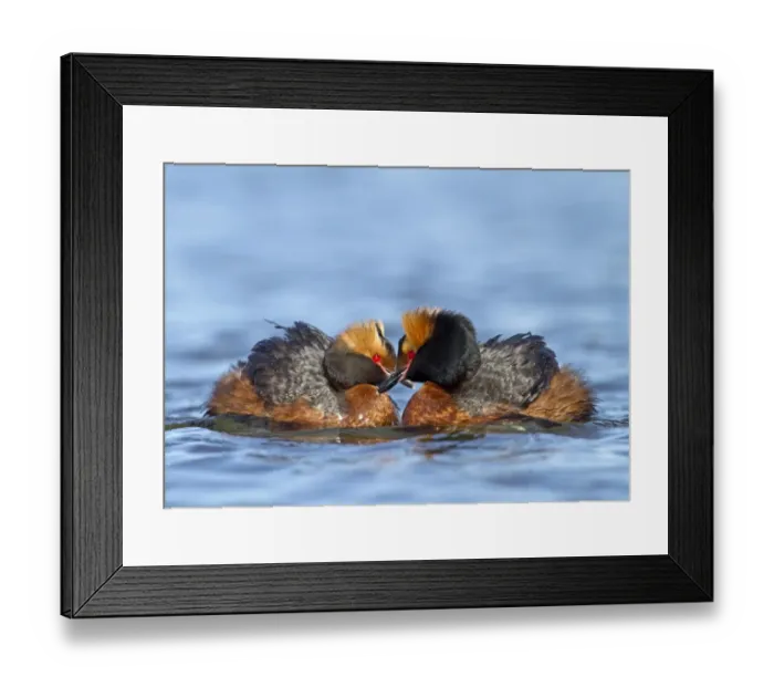 Framed Print : Slavonian Grebe (Podiceps auritus) adult pair, breeding plumage, displaying on water, Finland, june