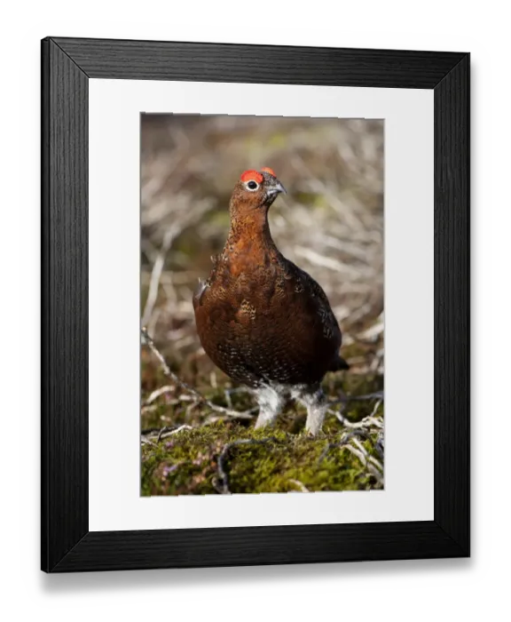 Framed Print : Red Grouse (Lagopus lagopus scoticus) adult male, standing on moorland, Yorkshire Dales, Yorkshire, England, october Framed Print : Red Grouse (Lagopus lagopus scoticus) adult male, standing on moorland, Yorkshire Dales, Yorkshire, England, october