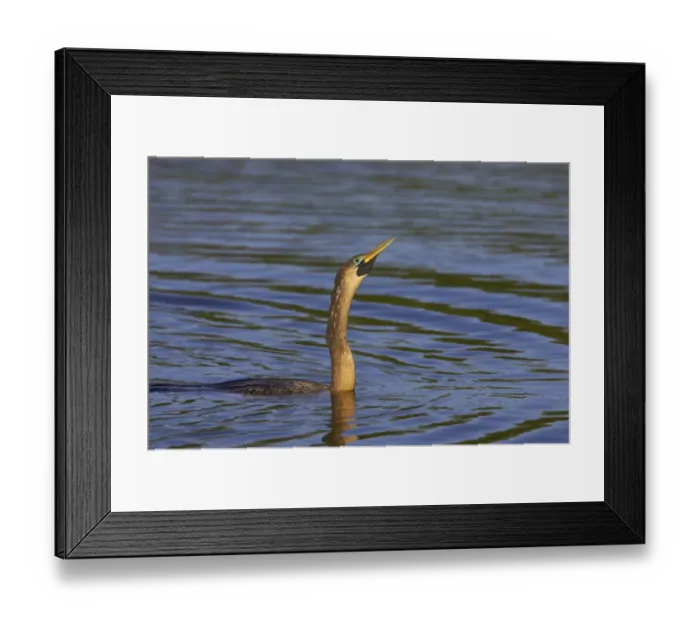 Framed Print : Anhinga (Anhinga anhinga) adult female, breeding plumage, swimming low in water, Venice Rookery, Florida, U. S. A
