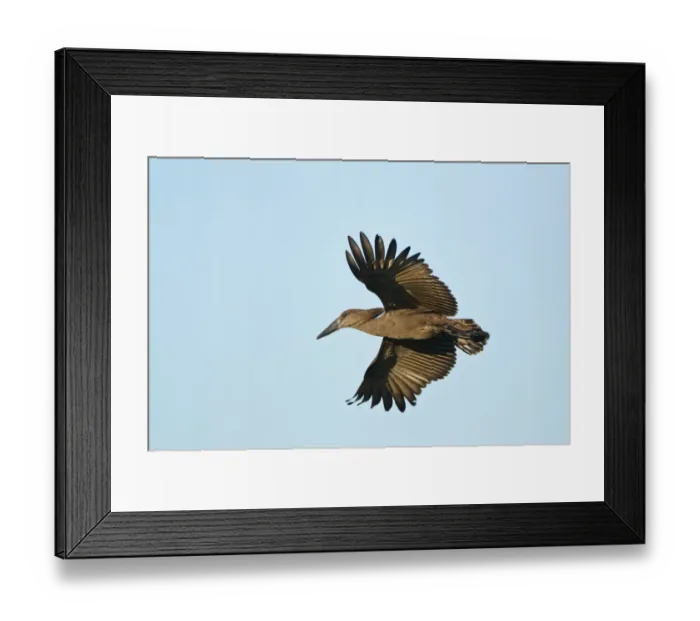 Framed Print : Hamerkop (Scopus umbretta) adult, in flight, Okavango Delta, Botswana Framed Print : Hamerkop (Scopus umbretta) adult, in flight, Okavango Delta, Botswana