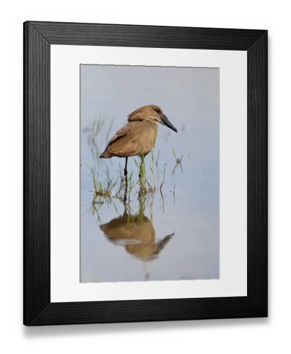 Framed Print : Hamerkop (Scopus umbretta) adult, standing in water with reflection, Savute, Chobe N. P. Botswana Framed Print : Hamerkop (Scopus umbretta) adult, standing in water with reflection, Savute, Chobe N. P. Botswana