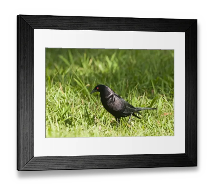 Framed Print : Giant Cowbird (Molothrus oryzivorus) adult, walking on grass, Tikal N. P. Peten, Guatemala