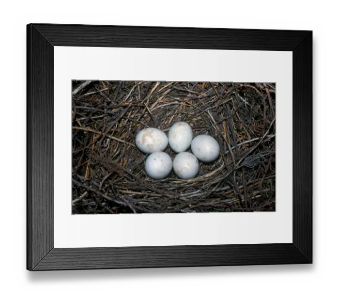 Framed Print : HenHarrier (Circus cyaneus) Rare eggs with red marks Framed Print : HenHarrier (Circus cyaneus) Rare eggs with red marks