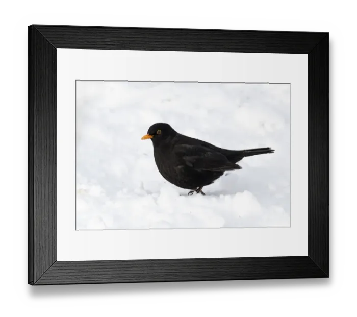 Framed Print : European Blackbird (Turdus merula) adult male, standing in snow, West Midlands, England, december Framed Print : European Blackbird (Turdus merula) adult male, standing in snow, West Midlands, England, december
