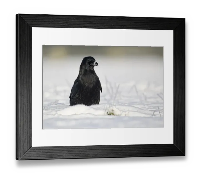 Framed Print : Carrion Crow (Corvus corone) adult, standing on snow, Midlands, England, december Framed Print : Carrion Crow (Corvus corone) adult, standing on snow, Midlands, England, december
