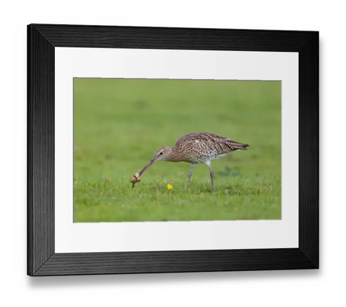 Framed Print : Eurasian Curlew (Numenius arquata) adult, feeding, lifting Common Puffball (Lycoperdon perlatum) to search for insects within, Minsmere RSPB Reserve, Suffolk, England, october Framed Print : Eurasian Curlew (Numenius arquata) adult, feeding, lifting Common Puffball (Lycoperdon perlatum) to search for insects within, Minsmere RSPB Reserve, Suffolk, England, october