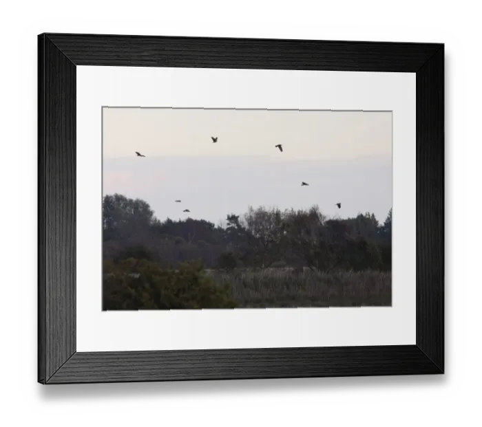 Framed Print : Western Marsh Harrier (Circus aeruginosus) flock, pre-roost gathering over wetland habitat, Norfolk Broads N. P. Norfolk, England, october Framed Print : Western Marsh Harrier (Circus aeruginosus) flock, pre-roost gathering over wetland habitat, Norfolk Broads N. P. Norfolk, England, october