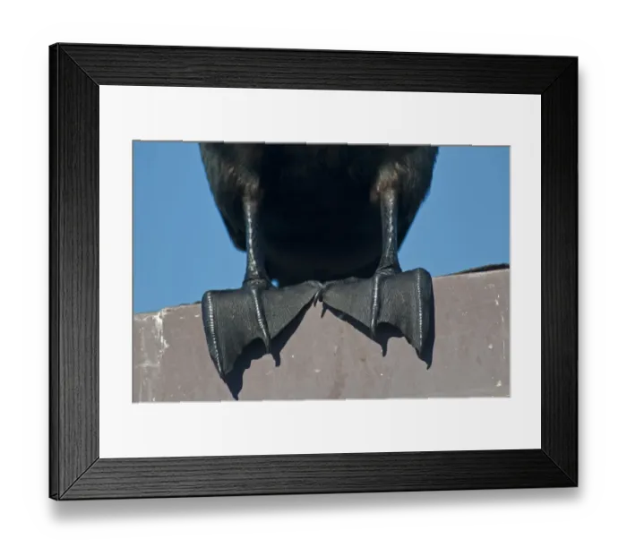 Framed Print : Double-crested Cormorant (Phalacrocorax auritus) adult, close-up of webbed feet, Everglades N. P. Florida, U. S. A. december Framed Print : Double-crested Cormorant (Phalacrocorax auritus) adult, close-up of webbed feet, Everglades N. P. Florida, U. S. A. december