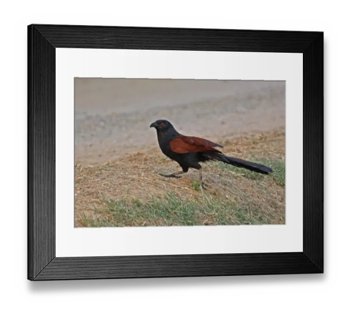 Framed Print : Greater Coucal (Centropus sinensis intermedius) adult, running across dirt track, Thailand, february Framed Print : Greater Coucal (Centropus sinensis intermedius) adult, running across dirt track, Thailand, february