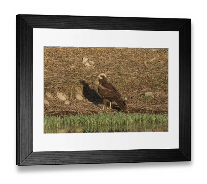 Framed Print : Western Marsh Harrier (Circus aeruginosus) juvenile, standing at edge of pool, Extremadura, Spain, september Framed Print : Western Marsh Harrier (Circus aeruginosus) juvenile, standing at edge of pool, Extremadura, Spain, september