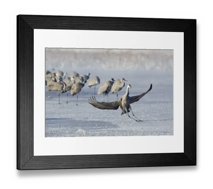 Framed Print : Sandhill Crane (Grus canadensis) juvenile, landing and sliding on frozen lake, with flock in background, Bosque del Apache National Wildlife Refuge, New Mexico, U. S. A. december