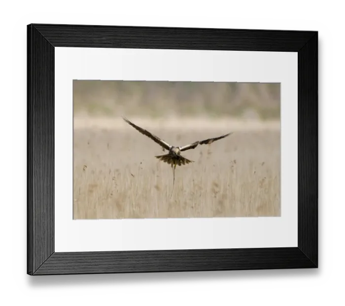Framed Print : Western Marsh Harrier (Circus aeruginosus) adult female, in flight over reedbed, carrying nesting material in beak, Cley, Norfolk, England, april Framed Print : Western Marsh Harrier (Circus aeruginosus) adult female, in flight over reedbed, carrying nesting material in beak, Cley, Norfolk, England, april