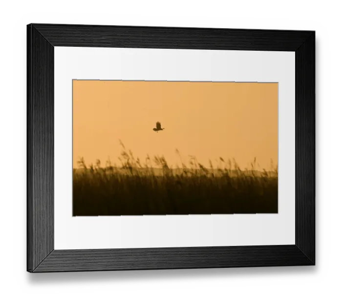 Framed Print : Western Marsh Harrier (Circus aeruginosus) adult, in flight over reedbed habitat, silhouetted at dawn, Cley, Norfolk, England, april Framed Print : Western Marsh Harrier (Circus aeruginosus) adult, in flight over reedbed habitat, silhouetted at dawn, Cley, Norfolk, England, april