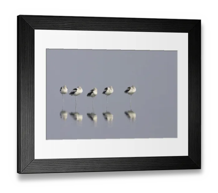 Framed Print : American Avocet (Recurvirostra americana) five adults, winter plumage, roosting in shallow water with reflections, Merrit Island N. W. R. Florida, U. S. A Framed Print : American Avocet (Recurvirostra americana) five adults, winter plumage, roosting in shallow water with reflections, Merrit Island N. W. R. Florida, U. S. A