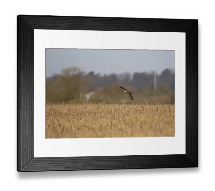 Framed Print : Western Marsh Harrier (Circus aeruginosus) immature, in flight over reedbed habitat, Strumpshaw Fen RSPB Reserve, River Yare, The Broads, Norfolk, England, march Framed Print : Western Marsh Harrier (Circus aeruginosus) immature, in flight over reedbed habitat, Strumpshaw Fen RSPB Reserve, River Yare, The Broads, Norfolk, England, march