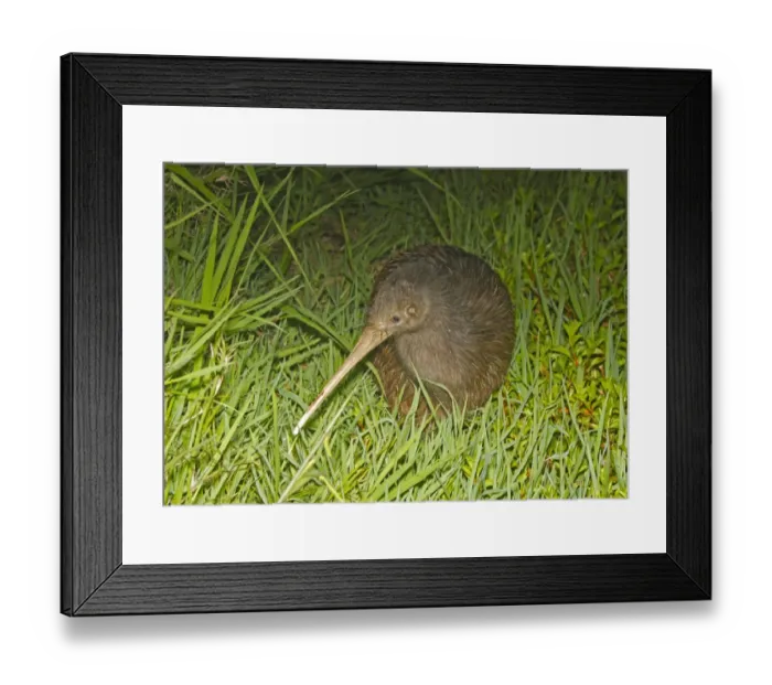 Framed Print : North Island Brown Kiwi (Apteryx mantelli) adult, standing in grass at night, New Zealand, november Framed Print : North Island Brown Kiwi (Apteryx mantelli) adult, standing in grass at night, New Zealand, november
