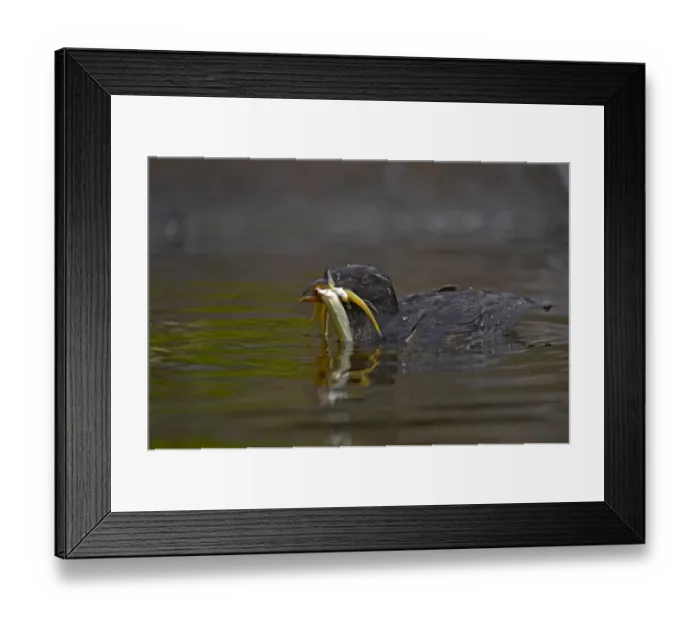 Framed Print : Rhinoceros Auklet (Cerorhinca monocerata) adult, breeding plumage, with fish in beak, swimming, Oregon, U. S. A Framed Print : Rhinoceros Auklet (Cerorhinca monocerata) adult, breeding plumage, with fish in beak, swimming, Oregon, U. S. A