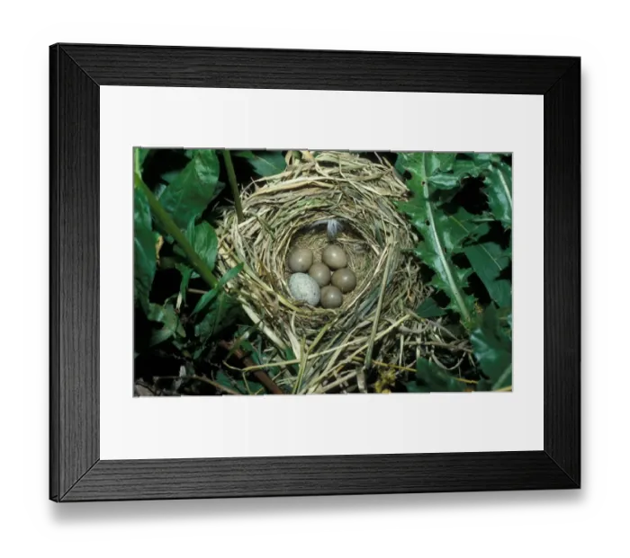 Framed Print : Sedge Warbler (Acrocephalus schoenobagnus) Nest with Cuckoo eggs Framed Print : Sedge Warbler (Acrocephalus schoenobagnus) Nest with Cuckoo eggs