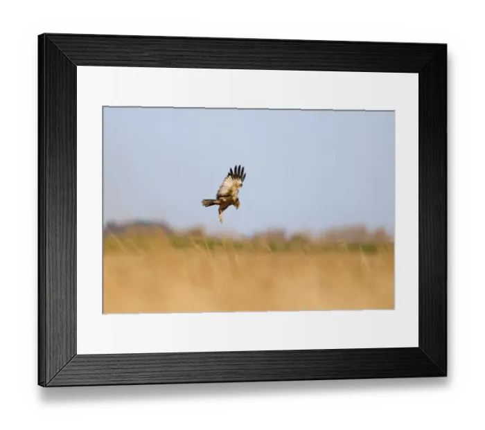 Framed Print : Western Marsh Harrier (Circus aeruginosus) adult male, in flight, dropping down into nest in reedbed, Cley, Norfolk, England, april Framed Print : Western Marsh Harrier (Circus aeruginosus) adult male, in flight, dropping down into nest in reedbed, Cley, Norfolk, England, april