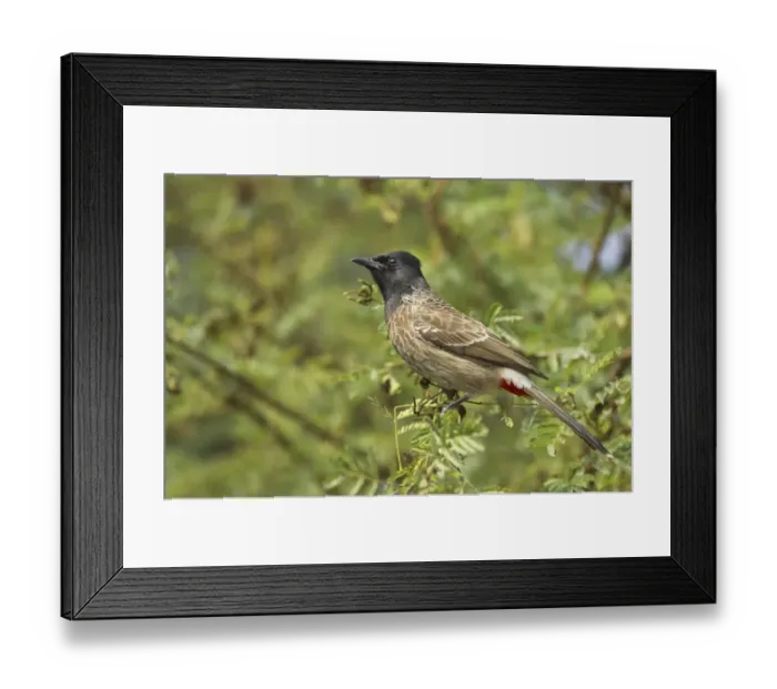Framed Print : Red-vented Bulbul (Pycnonotus cafer) adult, perched on twig, Keoladeo Ghana N. P. (Bharatpur), Rajasthan, India Framed Print : Red-vented Bulbul (Pycnonotus cafer) adult, perched on twig, Keoladeo Ghana N. P. (Bharatpur), Rajasthan, India