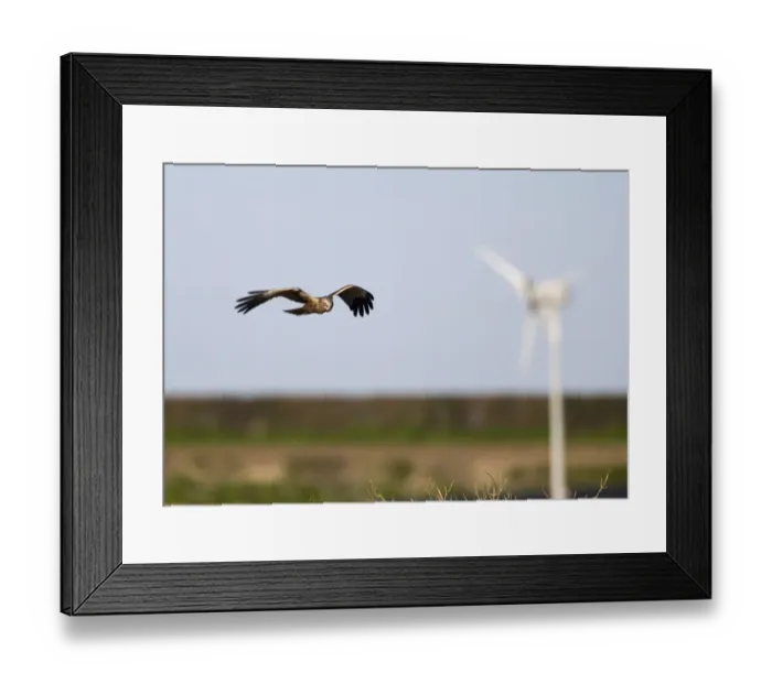 Framed Print : Western Marsh Harrier (Circus aeruginosus) adult male, in flight, with wind turbine in background, Norfolk, England, april Framed Print : Western Marsh Harrier (Circus aeruginosus) adult male, in flight, with wind turbine in background, Norfolk, England, april