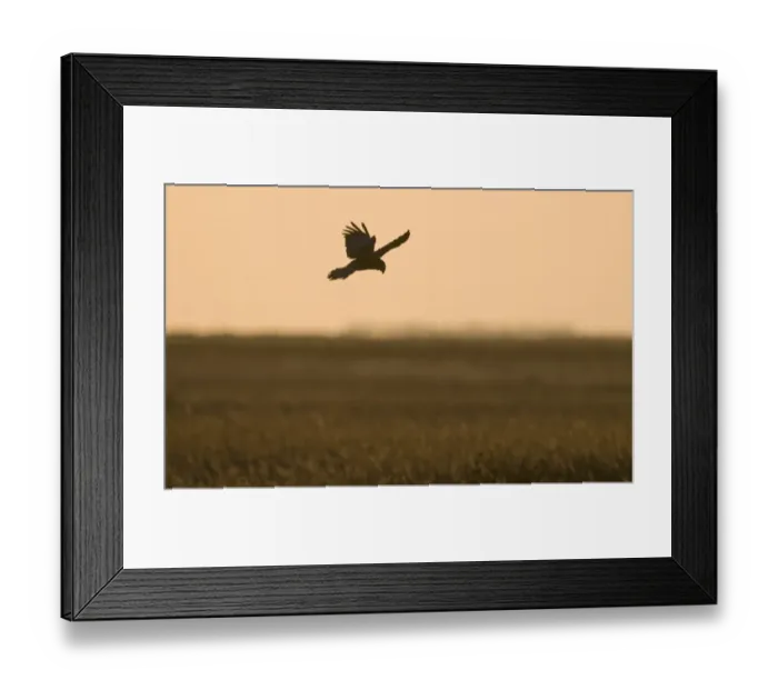 Framed Print : Western Marsh Harrier (Circus aeruginosus) adult male, in flight, dropping down into nest in reedbed, silhouetted at sunset, Cley, Norfolk, England, april Framed Print : Western Marsh Harrier (Circus aeruginosus) adult male, in flight, dropping down into nest in reedbed, silhouetted at sunset, Cley, Norfolk, England, april