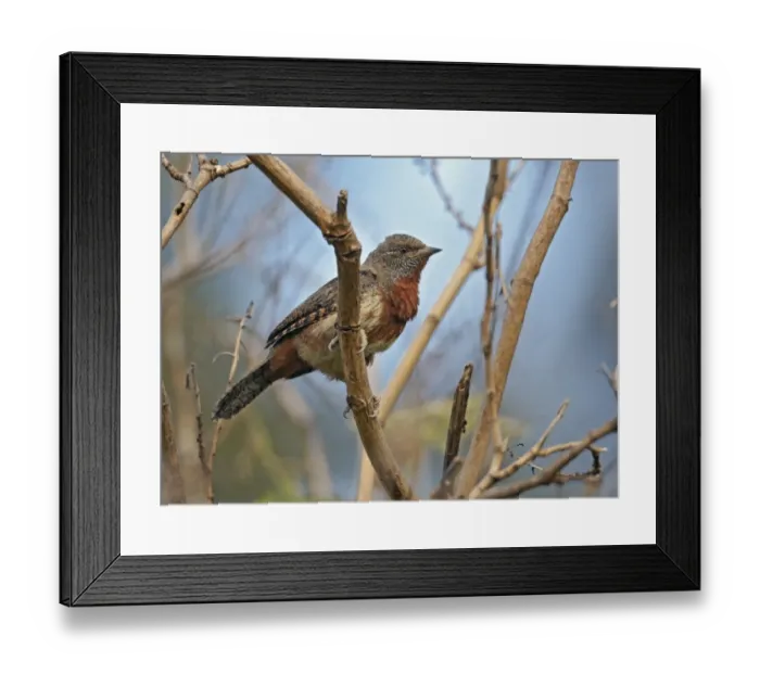 Framed Print : Rufous-necked Wryneck (Jynx ruficollis) adult, perched on branch, Awassa, Great Rift Valley, Ethiopia Framed Print : Rufous-necked Wryneck (Jynx ruficollis) adult, perched on branch, Awassa, Great Rift Valley, Ethiopia