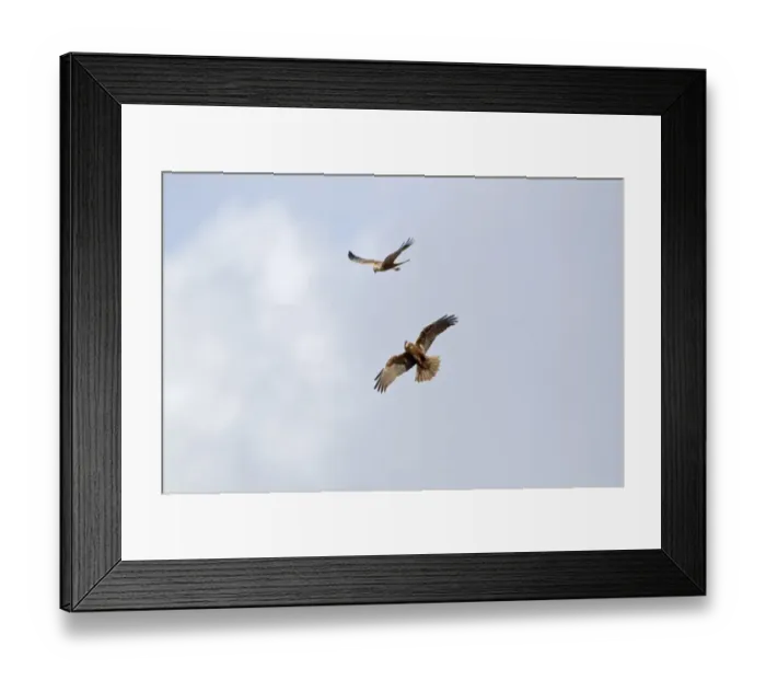 Framed Print : Western Marsh Harrier (Circus aeruginosus) adult pair, displaying in flight, Minsmere RSPB Reserve, Suffolk, England, april