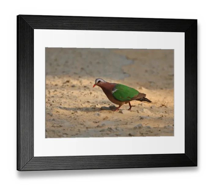 Framed Print : Emerald Dove (Chalcophaps indica) adult, gritting on track, Kaeng Krachan N. P. Thailand, february