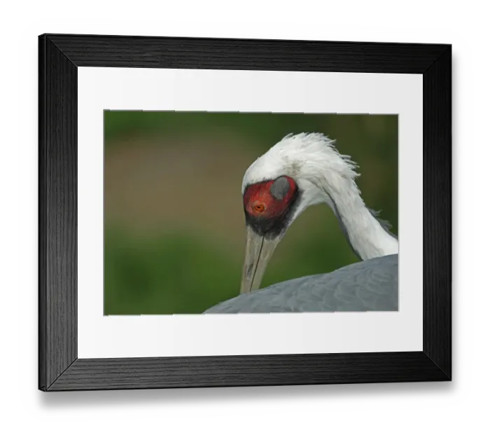 Framed Print : White-naped Crane (Grus vipio) adult, preening, close-up of head (captive) Framed Print : White-naped Crane (Grus vipio) adult, preening, close-up of head (captive)