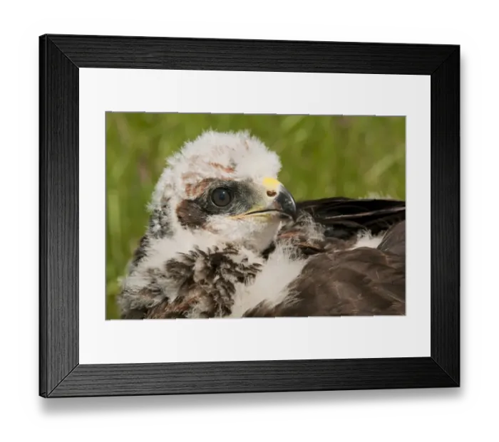 Framed Print : Western Marsh Harrier (Circus aeruginosus) chick, close-up of head, held during wing tagging to ascertain movements, North Kent Marshes, Isle of Sheppey, Kent, England, june Framed Print : Western Marsh Harrier (Circus aeruginosus) chick, close-up of head, held during wing tagging to ascertain movements, North Kent Marshes, Isle of Sheppey, Kent, England, june