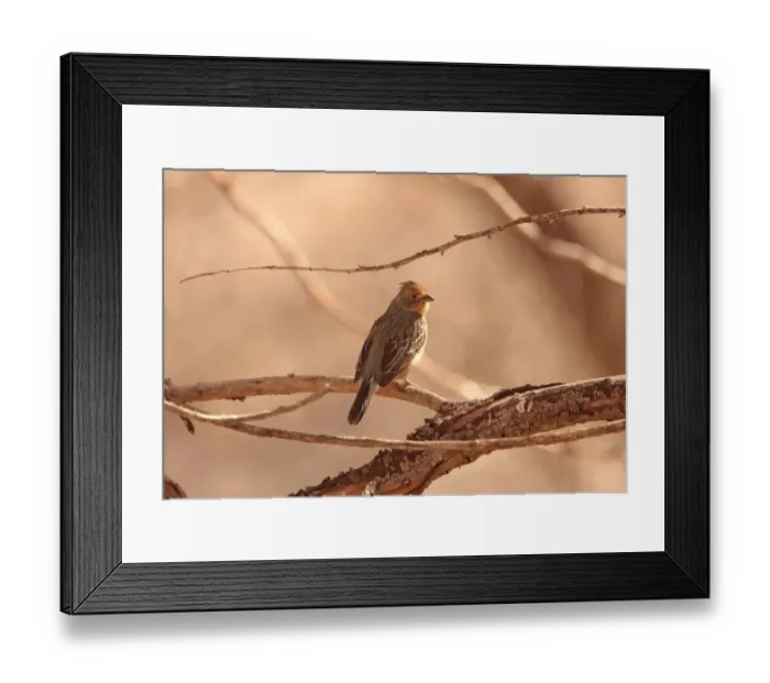 Framed Print : White-tipped Plantcutter (Phytotoma rutila angustirostris) adult male, perched on branch, Yavi, Jujuy, Argentina, august Framed Print : White-tipped Plantcutter (Phytotoma rutila angustirostris) adult male, perched on branch, Yavi, Jujuy, Argentina, august