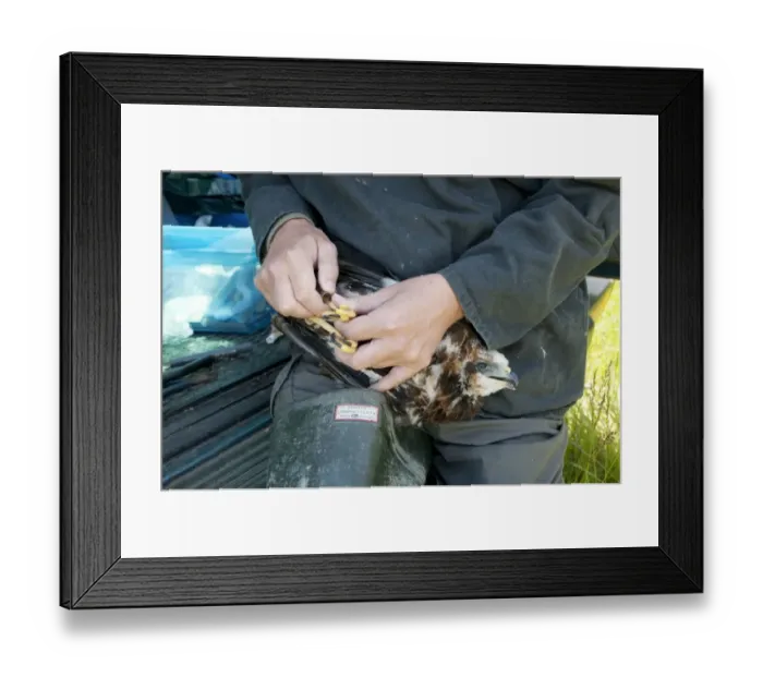 Framed Print : Western Marsh Harrier (Circus aeruginosus) chick, being held by conservation worker during ringing, North Kent Marshes, Isle of Sheppey, Kent, England, june