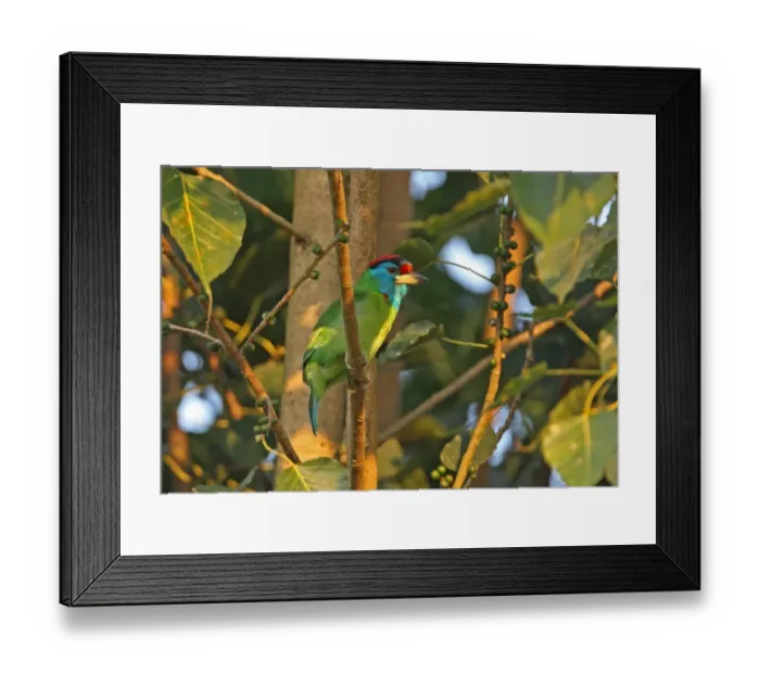 Framed Print : Blue-throated Barbet (Megalaima asiatica asiatica) adult male, perched on branch in fruiting tree, near Roing, Arunachal Pradesh, India, january