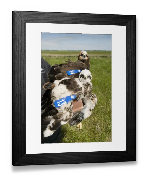 Framed Print : Western Marsh Harrier (Circus aeruginosus) two chicks, being held by conservation worker after wing tagging to ascertain movements, North Kent Marshes, Isle of Sheppey, Kent, England, june