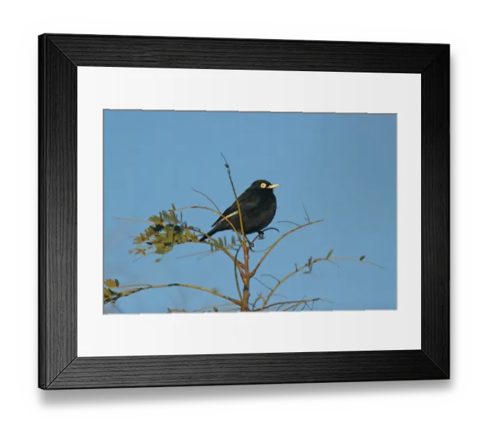 Framed Print : Spectacled Tyrant (Hymenops perspicillatus) adult male, perched on twig, Costanera Sur, Buenos Aires Province, Argentina, july Framed Print : Spectacled Tyrant (Hymenops perspicillatus) adult male, perched on twig, Costanera Sur, Buenos Aires Province, Argentina, july