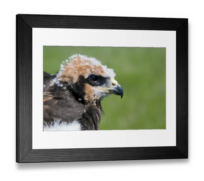 Framed Print : Western Marsh Harrier (Circus aeruginosus) chick, close-up of head, held during wing tagging to ascertain movements, North Kent Marshes, Isle of Sheppey, Kent, England, june Framed Print : Western Marsh Harrier (Circus aeruginosus) chick, close-up of head, held during wing tagging to ascertain movements, North Kent Marshes, Isle of Sheppey, Kent, England, june