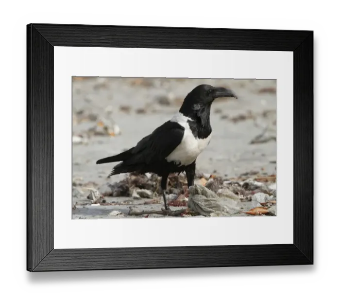 Framed Print : Pied Crow (Corvus albus) adult, feeding, scavenging amongst rubbish on beach, Gambia, january