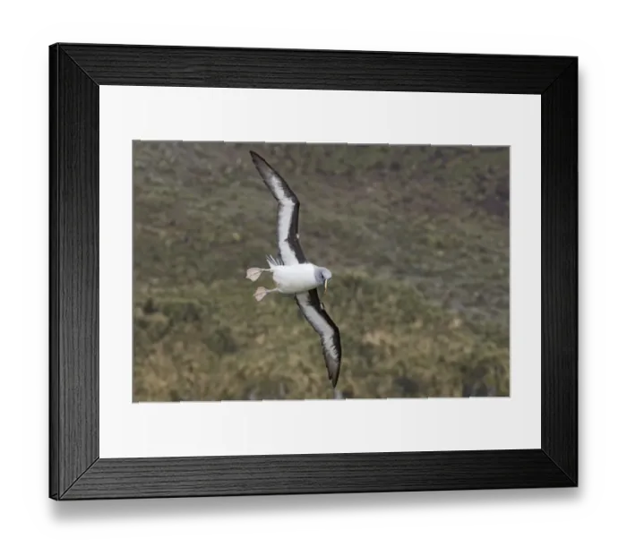 Framed Print : Grey-headed Albatross (Diomedea chrysostoma) adult, in flight, at coastal breeding cliffs, Elsehul, South Georgia, october