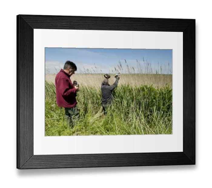 Framed Print : Western Marsh Harrier (Circus aeruginosus) three chicks, being returned to nest by conservation workers after wing tagging to ascertain movements, North Kent Marshes, Isle of Sheppey, Kent, England, june Framed Print : Western Marsh Harrier (Circus aeruginosus) three chicks, being returned to nest by conservation workers after wing tagging to ascertain movements, North Kent Marshes, Isle of Sheppey, Kent, England, june
